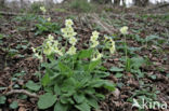 Oxlip (Primula elatior)