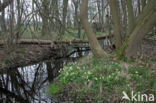 Slanke sleutelbloem (Primula elatior)