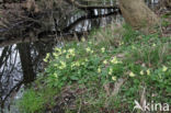 Slanke sleutelbloem (Primula elatior)