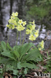 Slanke sleutelbloem (Primula elatior)