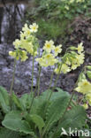 Slanke sleutelbloem (Primula elatior)