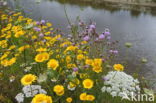 Corn Marigold (Chrysanthemum segetum)