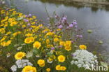 Corn Marigold (Chrysanthemum segetum)