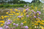 Corn Marigold (Chrysanthemum segetum)