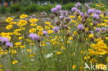 Corn Marigold (Chrysanthemum segetum)