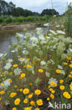 Gele ganzenbloem (Chrysanthemum segetum)