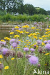 Corn Marigold (Chrysanthemum segetum)