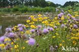 Corn Marigold (Chrysanthemum segetum)