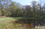 Great Crested Newt