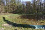 Great Crested Newt