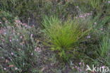 Deergrass (Trichophorum cespitosum ssp. germanicum)