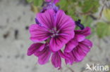 Malva sylvestris forma rosea