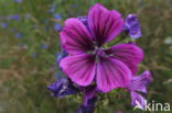 Tuinkaasjeskruid (Malva sylvestris forma rosea)