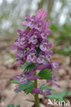 Vingerhelmbloem (Corydalis solida)