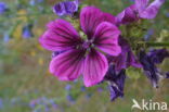 Malva sylvestris forma rosea