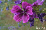 Tuinkaasjeskruid (Malva sylvestris forma rosea)