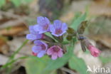 Mountain Lungwort (Pulmonaria montana)