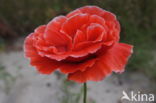 Papaver (Papaver spec)