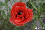 Poppy (Papaver spec)