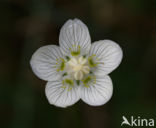 Northern Grass-of-parnassus (Parnassia palustris)