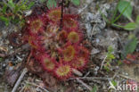 Ronde zonnedauw (Drosera rotundifolia)