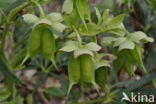 Stinking Hellebore (Helleborus foetidus)