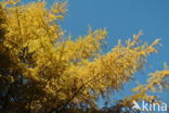 Japanese Larch (Larix kaempferi)