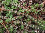 Coral Necklace (Illecebrum verticillatum)