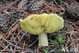 Gele ridderzwam (Tricholoma equestre)