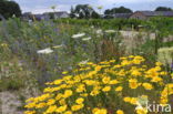 Corn Marigold (Chrysanthemum segetum)