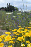 Corn Marigold (Chrysanthemum segetum)