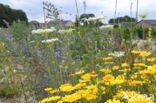 Corn Marigold (Chrysanthemum segetum)