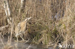 Bittern (Botaurus stellaris)