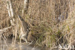 Bittern (Botaurus stellaris)