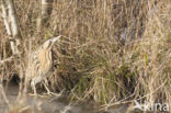 Bittern (Botaurus stellaris)