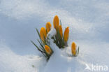 Snow Crocus (Crocus chrysanthus)