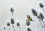 European Goldfinch (Carduelis carduelis)