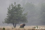 Highland Cow (Bos domesticus)