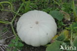 Pumpkin (Cucurbita spec.)