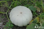 Pompoen (Cucurbita spec.)