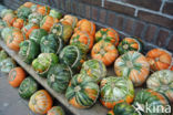 Pumpkin (Cucurbita spec.)