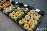 Pumpkin (Cucurbita spec.)