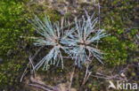 Buntgras (Corynephorus canescens)