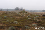 Heath Star Moss (Campylopus introflexus)