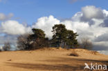 Kootwijkerzand