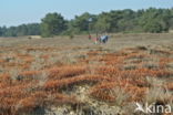 Ruig haarmos (Polytrichum piliferum)