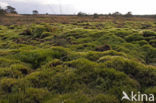 Heath Star Moss (Campylopus introflexus)