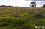 Heath Star Moss (Campylopus introflexus)