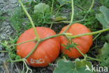 Pumpkin (Cucurbita spec.)