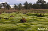 Heath Star Moss (Campylopus introflexus)